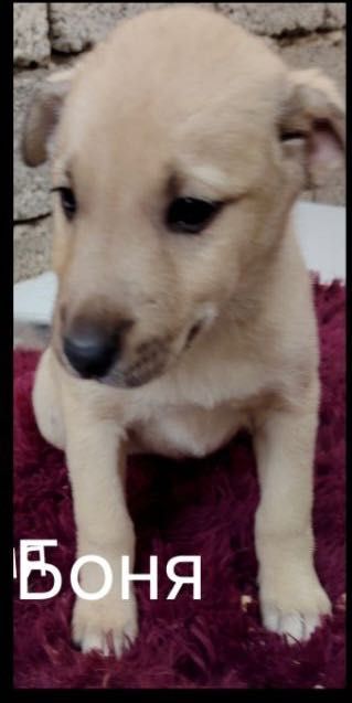 Собака- щенки бесплатно даром