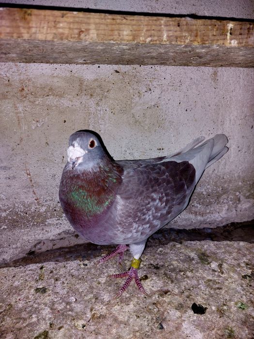 Se dau doi voiajori sport