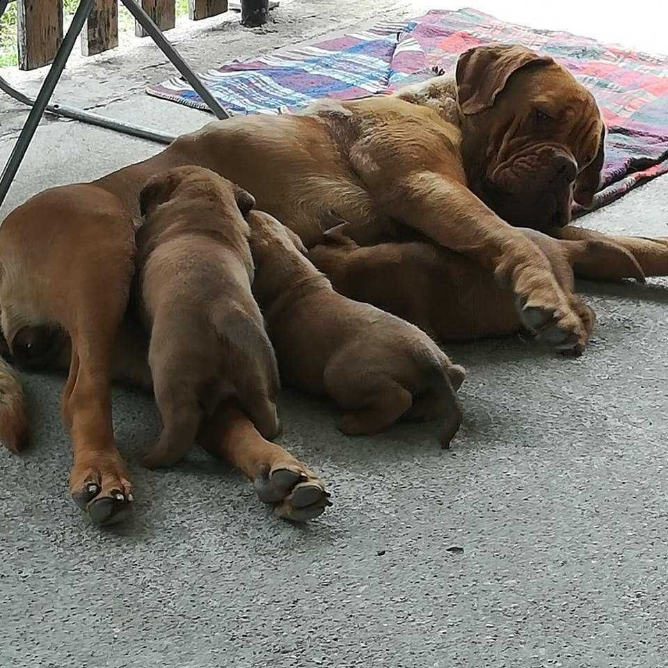 Pui rasa Dog de Bordeaux