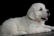Golden Retriever de vanzare, fizic impresionant/transport