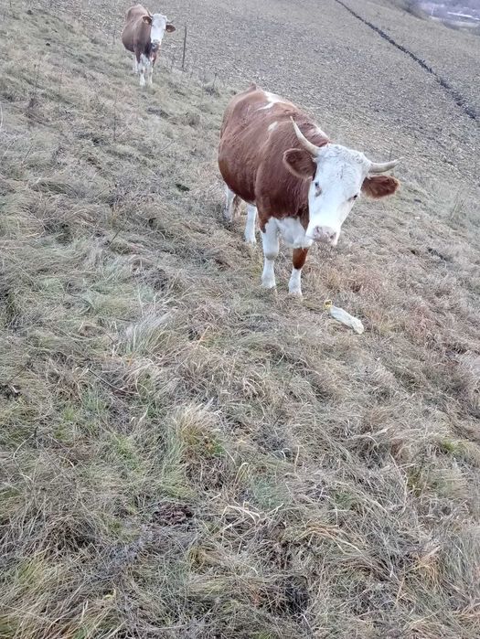 Vand vaca urgent!