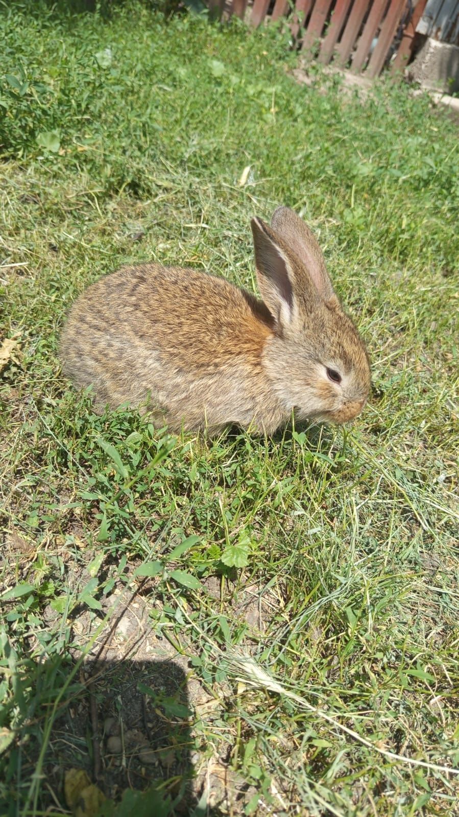 Iepurași de vânzare