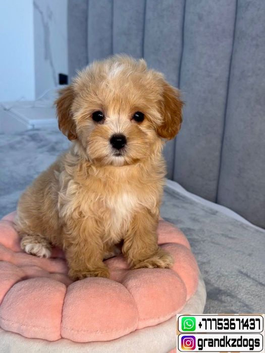 Мальтипу Ф1 умеют умилятся