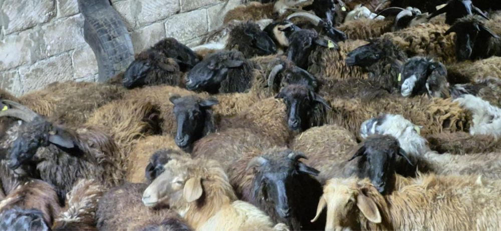 160-170 бас бар нән койлар,бағасы келісіммен,саудасы бар