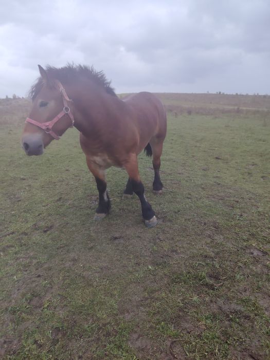 Mânză, Schimb Cu armăsar negru!