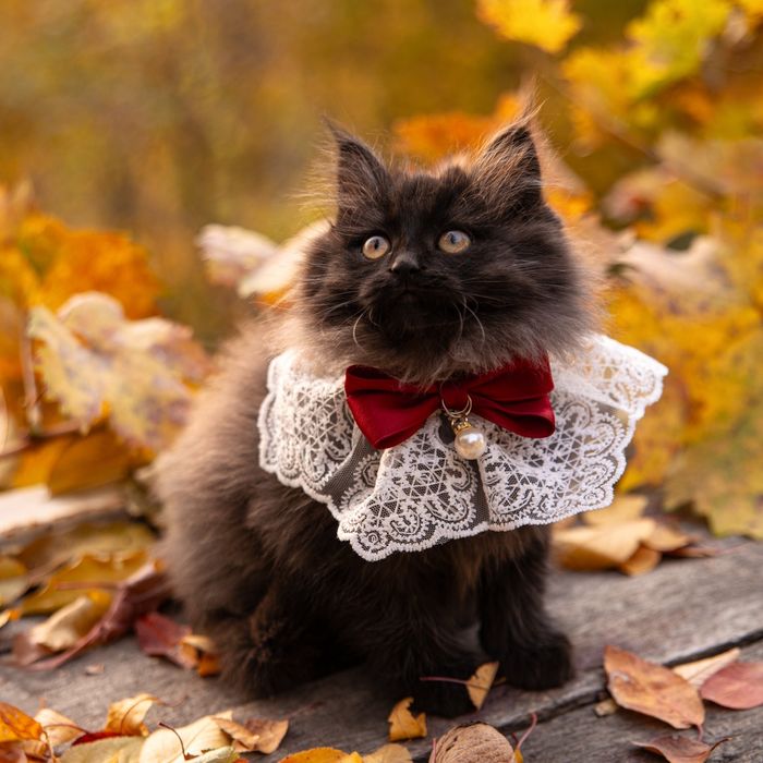 Котёнок  девочка