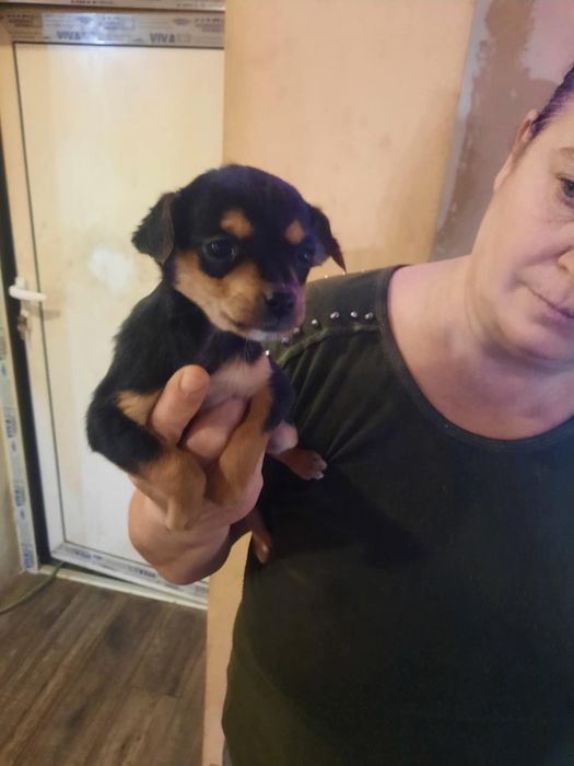 Пинчери по на три месеца