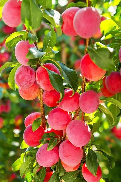 Pomi Fructiferi Columnari (PRUN )