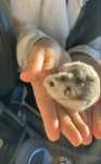Hamster siberian