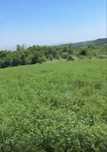 Vand Baloti Lucerna