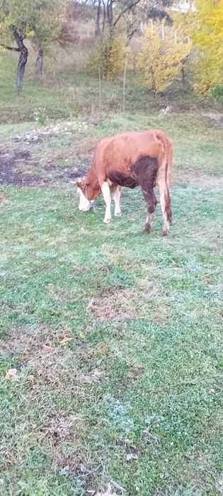 Vând juninca fatata