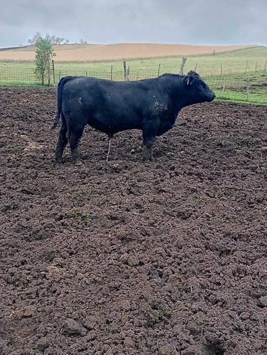 Vând tauri angus pentru reproducție