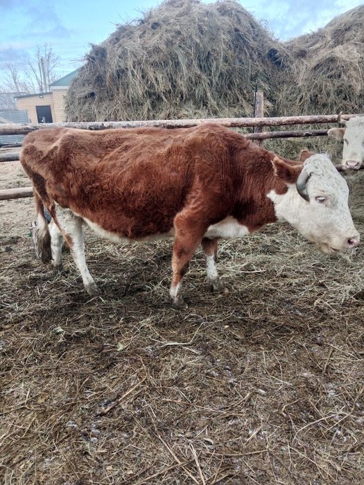 Продам корову с телкой