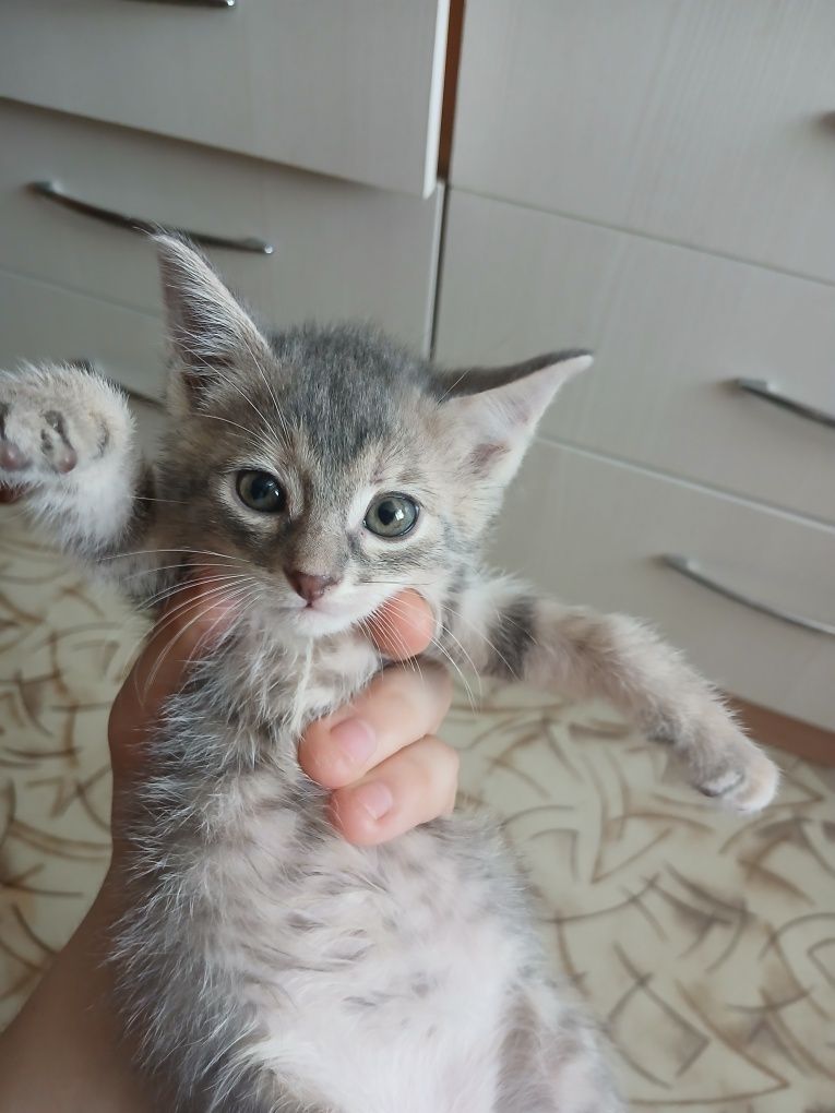 3 умных котёнка по 1,5 месяца