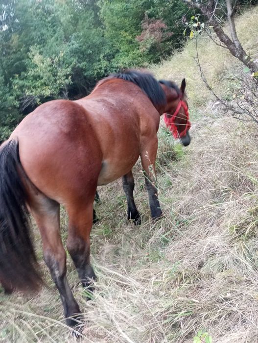 Mânz și cârlana de vânzare