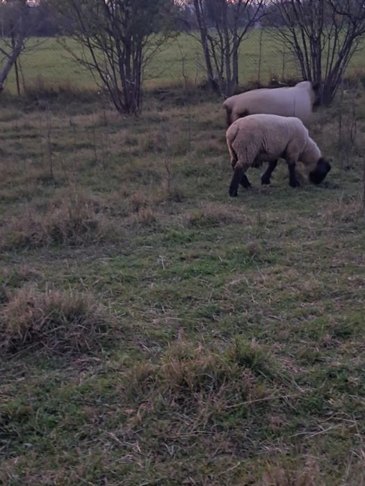 2 miele rasa Suffolk