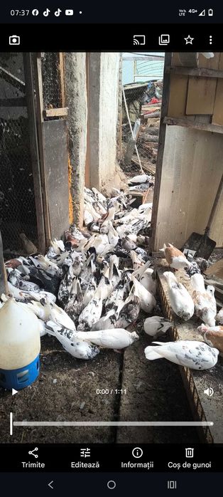 Porumbei jucatori de amara