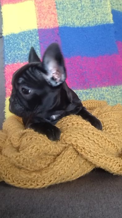 Bulldog francez Femelă