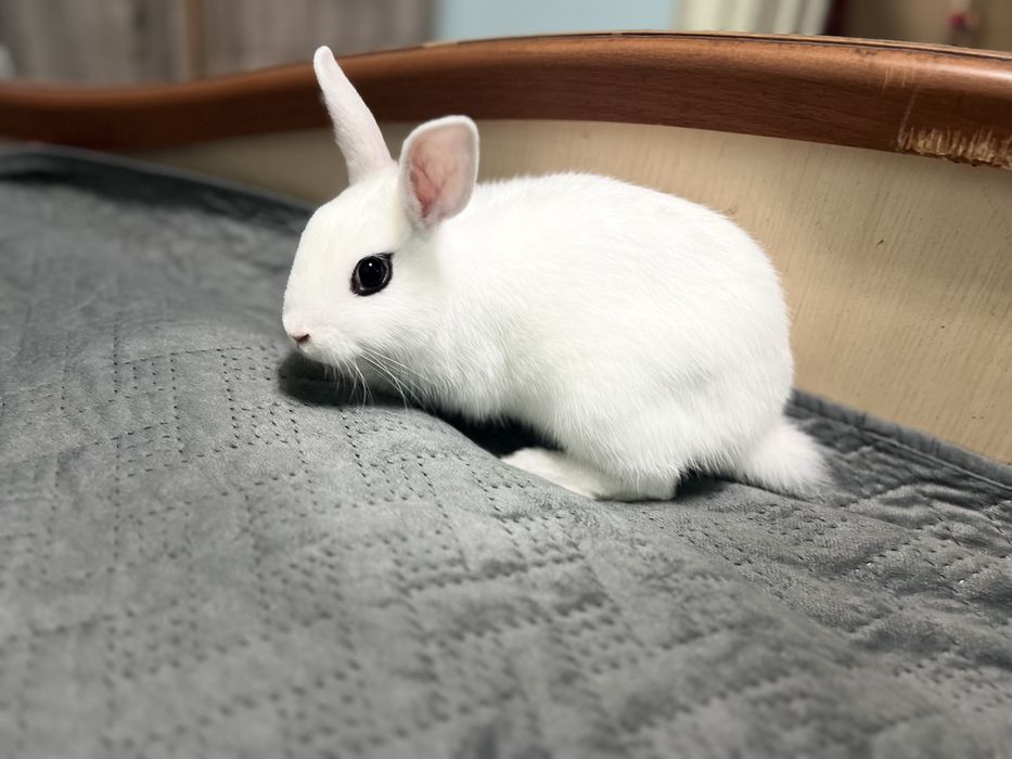 Продается декоротивный кролик