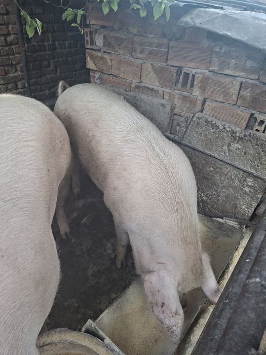 Угоено домашно прасе