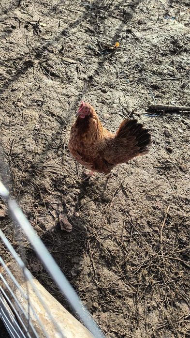 Vand 6 puicute si 2 cocosi pitici