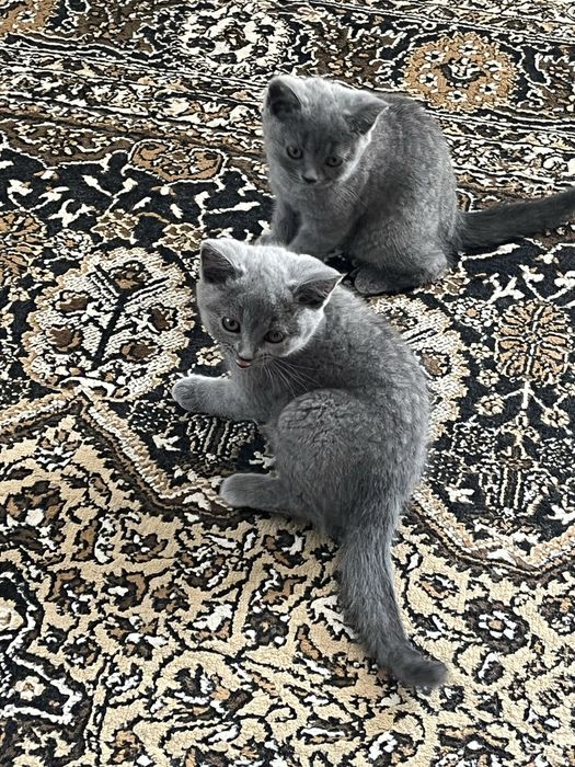 Британски котета