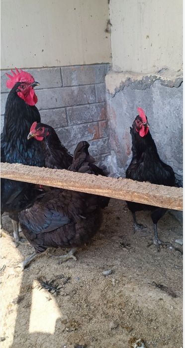 Корашахзода товуклари сотилади