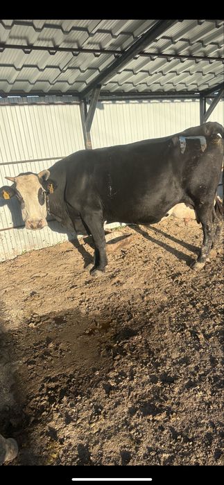 Продается корова