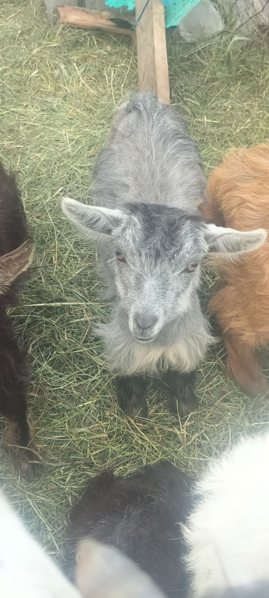 Iezi sănătoși greutate intre 10-20 kg