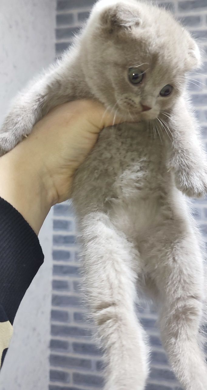 Продаются котята