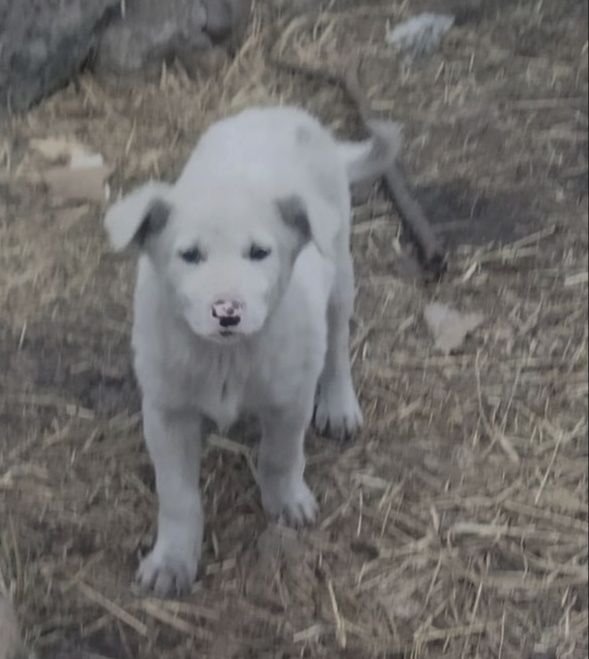 Щенята в ТалГаре ждУт любящих хозяев