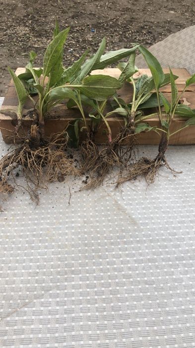 Echinaceea Purpurea răsad și ceaiuri