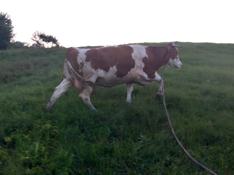 Vacă bălțată  5  ani