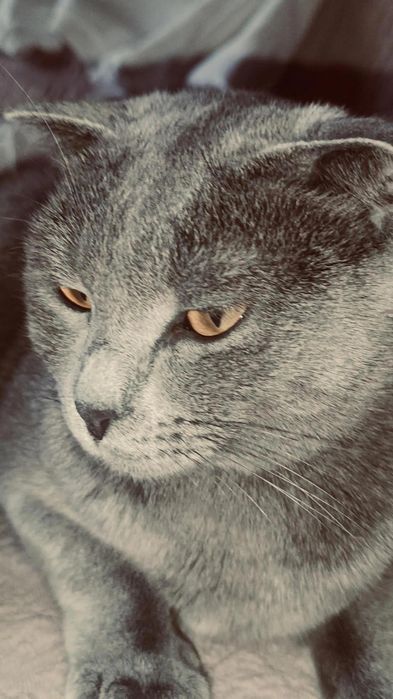 продается кот,.scottish fold