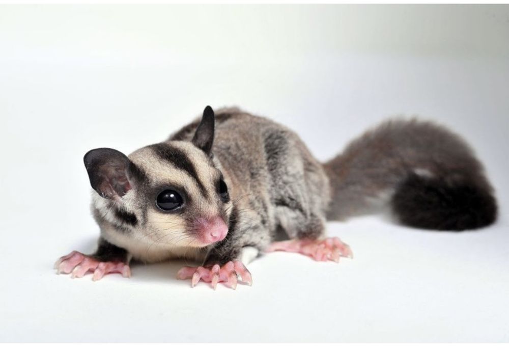 Продам белку летягу или сахарного опоссума