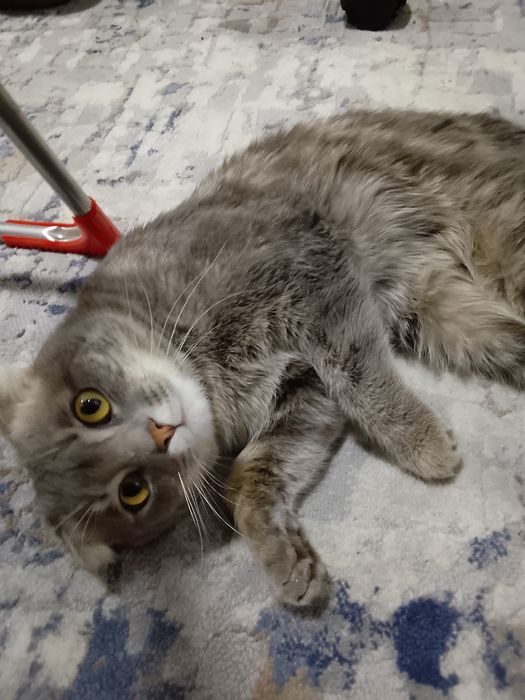 Qōshtirish uchun: scottish fold zoti 450mingdan