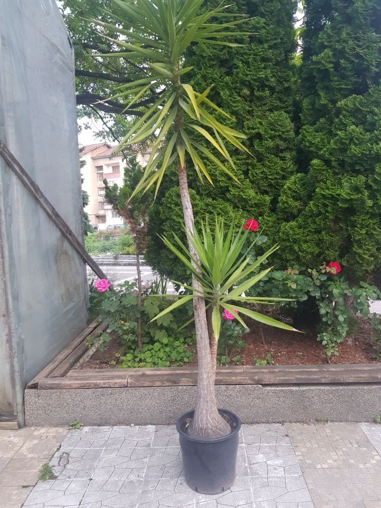 Продавам палма Юка / Yucca, 25 годишна, 3 м. височина