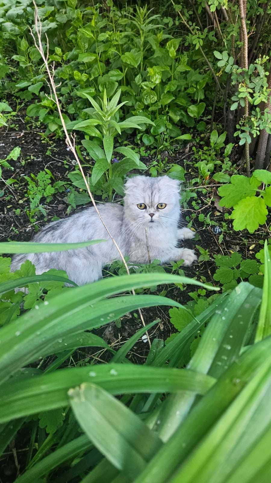 Ищем эту вислоухую кошечку!
