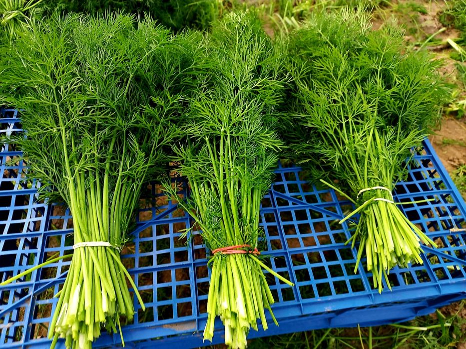 Mărar verde proaspăt din producție proprie – 1 leu/legătură sau la kg