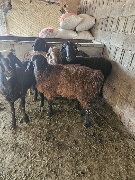 Семиз койлар сатылады, продается бараны
