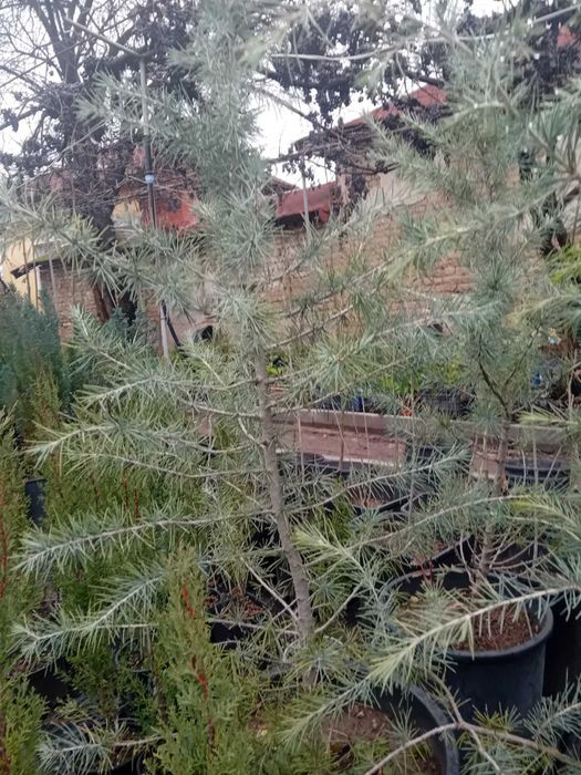 Продавам живи саксий с елхи коренната система 2 годишна която ще за