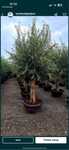 Maslin secular ( graos) 2.5-3 m Olea Europaea