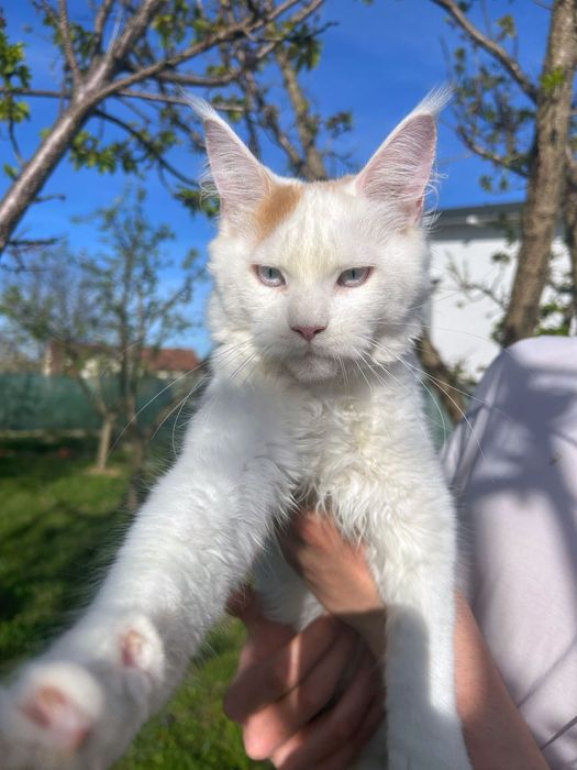 Femela ochi albastri