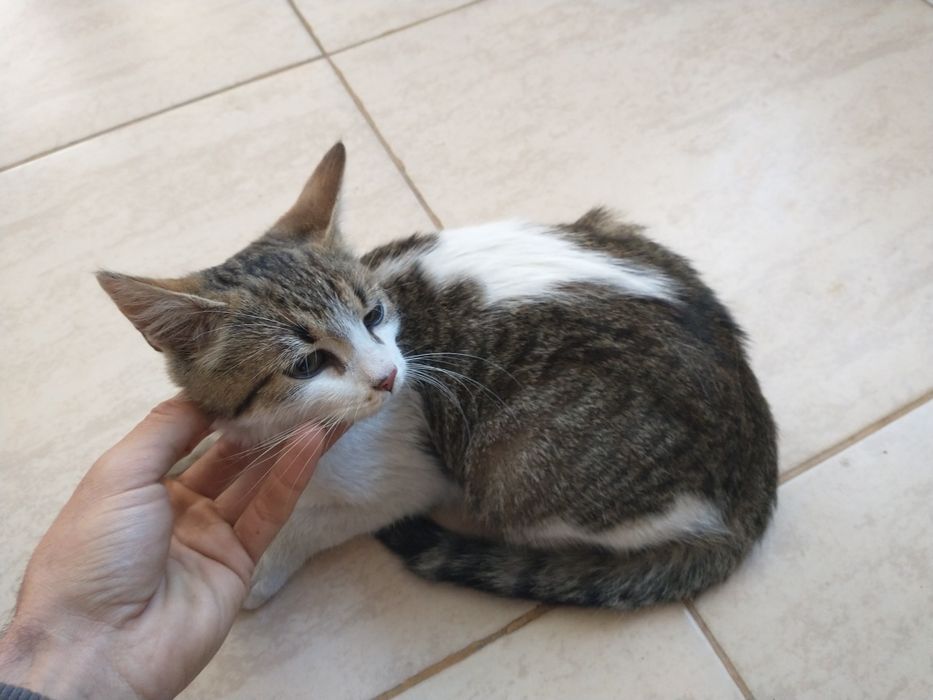 Ofer spre adopție 2 pisici băieței