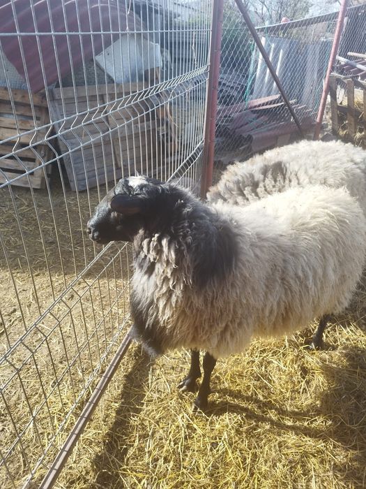 Vând berbeci romanov