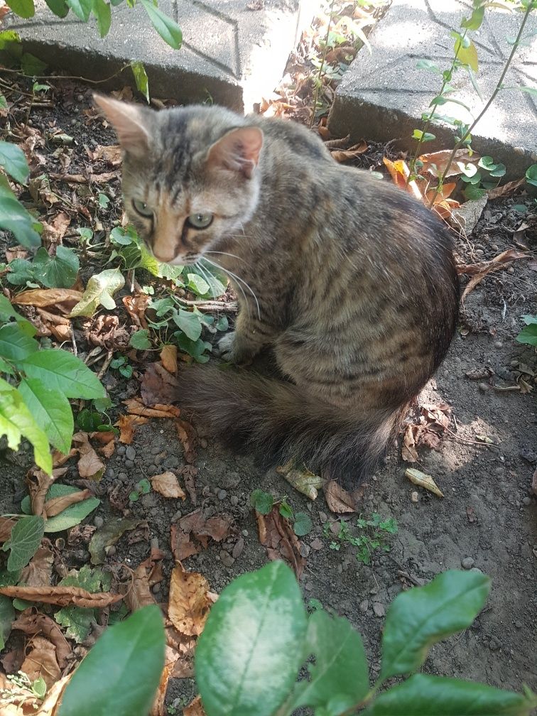Pisica adultă,  paznic bun al curții