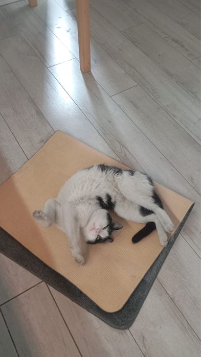 Котик-смокинг ищет дом