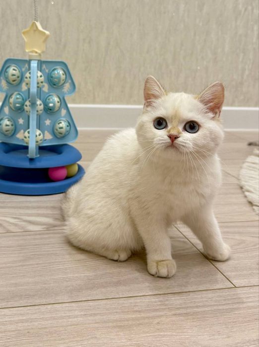 Золотая шиншила.