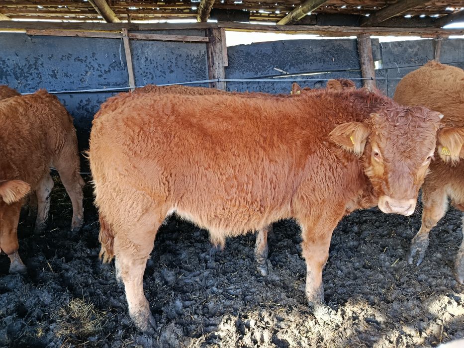 Viței rasa limousine din pășune