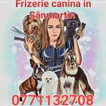 Coafura-Frizerie Canină in Sânmartin Mirific Pet Salon